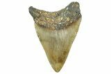 Serrated, Fossil Megalodon Tooth - North Carolina #346342-1